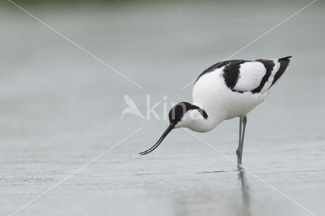 Pied Avocet (Recurvirostra avosetta)