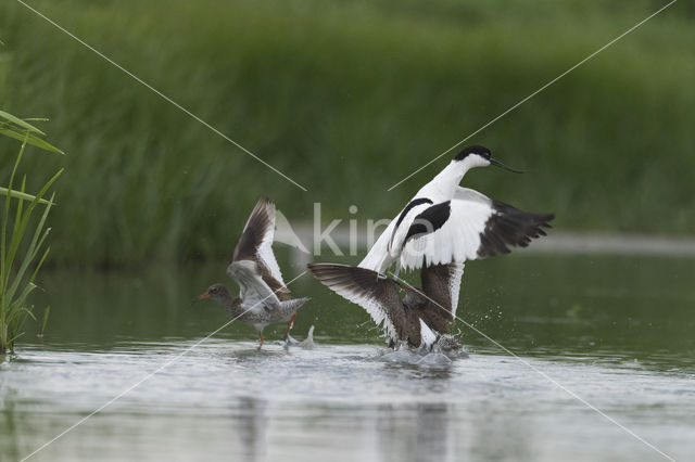 Pied Avocet (Recurvirostra avosetta)