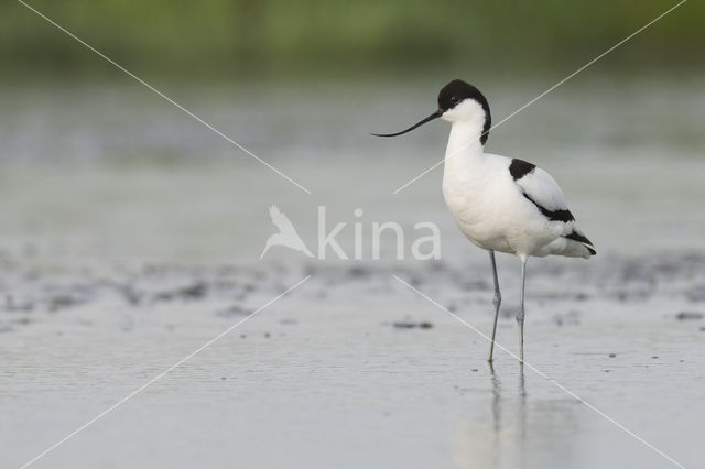 Pied Avocet (Recurvirostra avosetta)