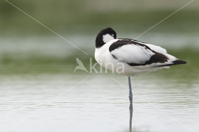 Pied Avocet (Recurvirostra avosetta)