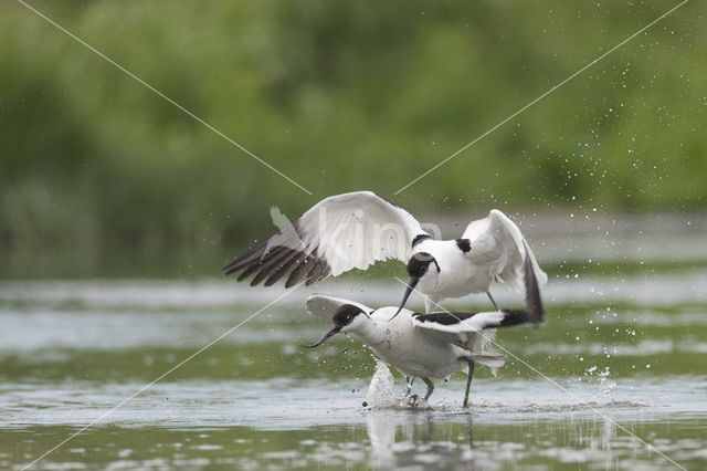 Pied Avocet (Recurvirostra avosetta)