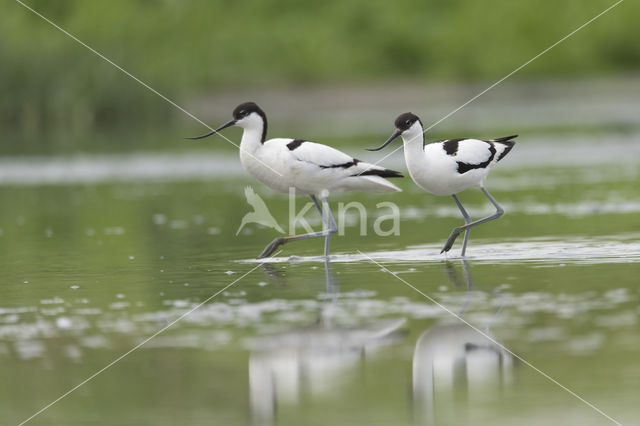 Pied Avocet (Recurvirostra avosetta)