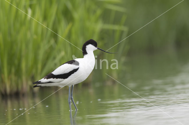 Pied Avocet (Recurvirostra avosetta)