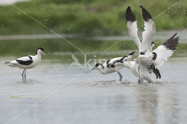 Pied Avocet (Recurvirostra avosetta)