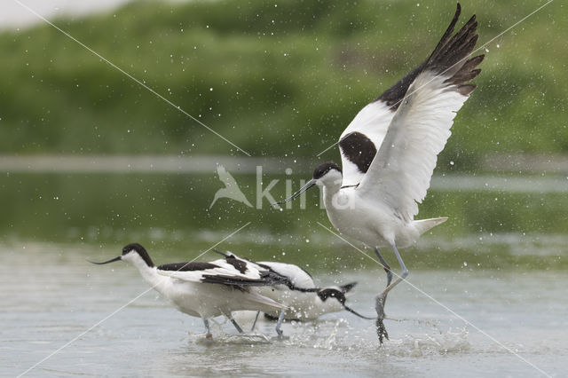 Pied Avocet (Recurvirostra avosetta)