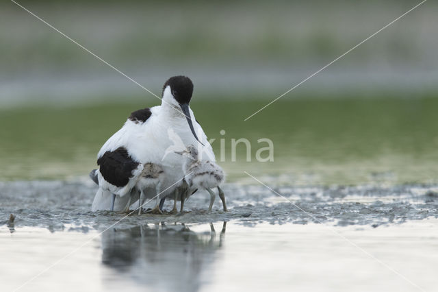 Pied Avocet (Recurvirostra avosetta)