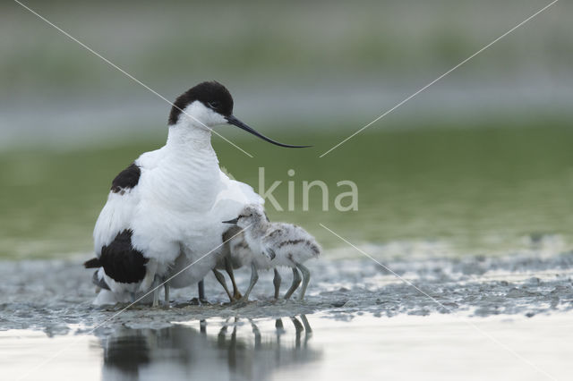 Pied Avocet (Recurvirostra avosetta)