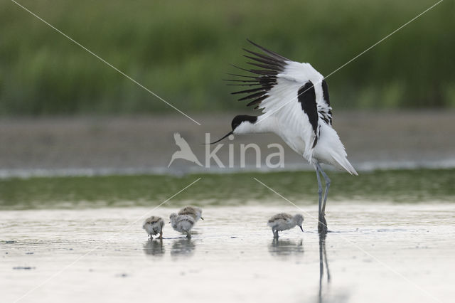 Pied Avocet (Recurvirostra avosetta)