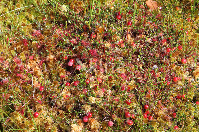 Small Cranberry (Oxycoccus palustris)