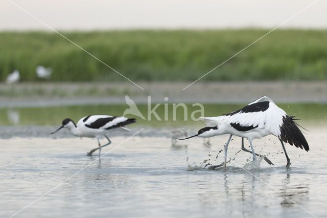 Pied Avocet (Recurvirostra avosetta)