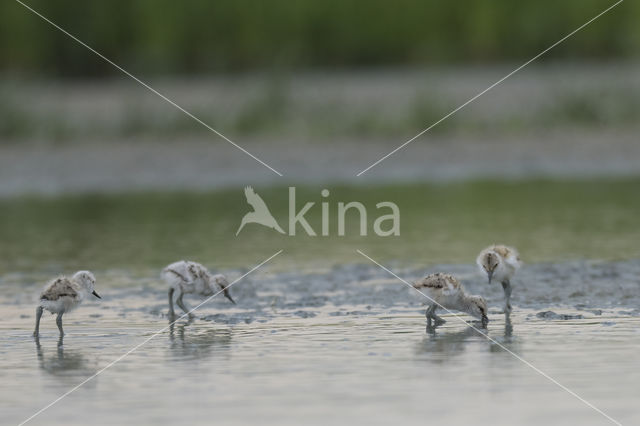 Pied Avocet (Recurvirostra avosetta)