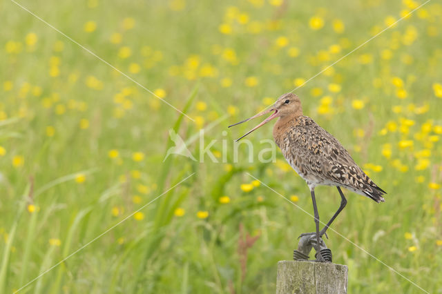 Grutto (Limosa limosa)