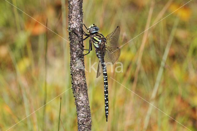 Noordse glazenmaker (Aeshna subarctica)