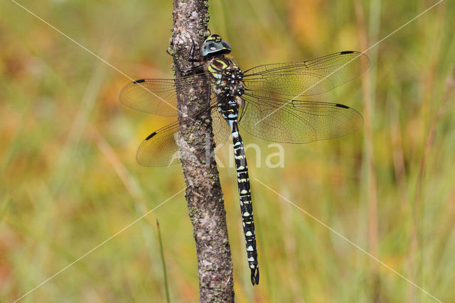 Noordse glazenmaker (Aeshna subarctica)