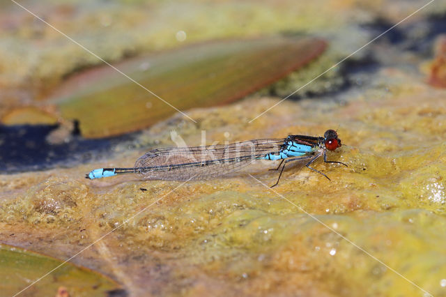 Kleine Roodoogjuffer (Erythromma viridulum)