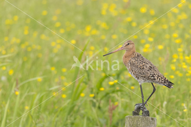 Grutto (Limosa limosa)