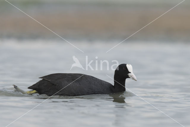 Meerkoet (Fulica atra)