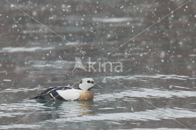 Steller's Eider (Polysticta stelleri)