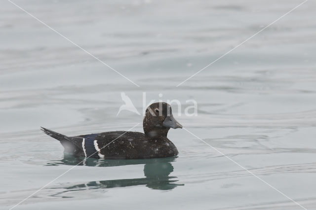 Steller's Eider (Polysticta stelleri)