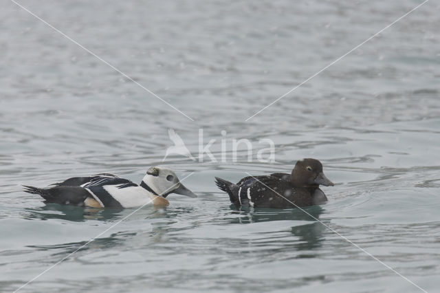 Steller's Eider (Polysticta stelleri)