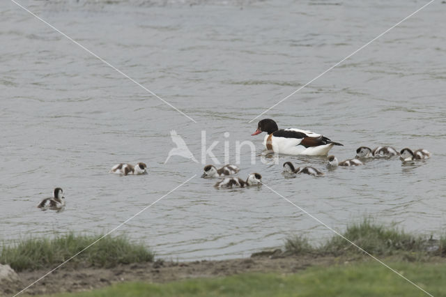 Shelduck (Tadorna tadorna)