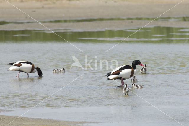 Shelduck (Tadorna tadorna)