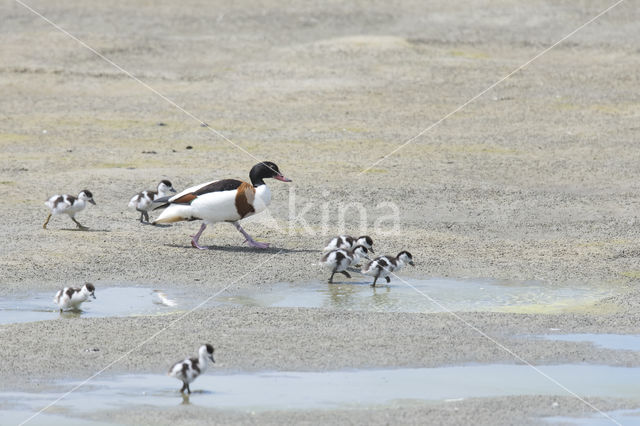 Shelduck (Tadorna tadorna)