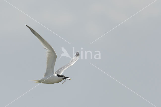 Sandwich Tern (Sterna sandvicencis)