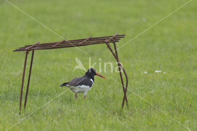 Oystercatcher (Haematopus ostralegus)