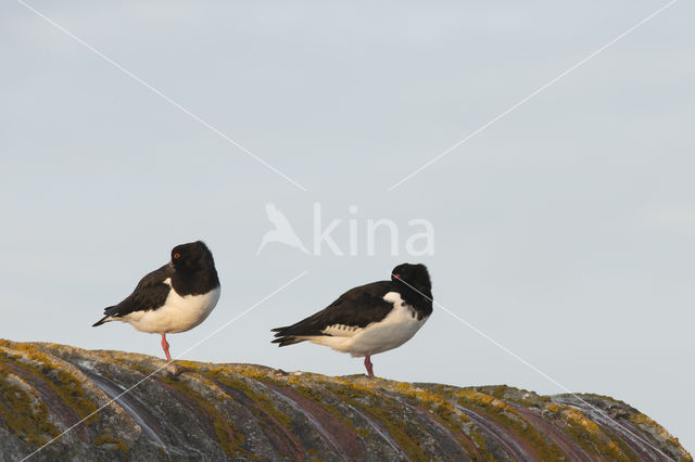 Scholekster (Haematopus ostralegus)