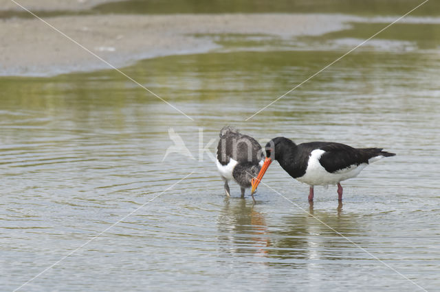 Scholekster (Haematopus ostralegus)