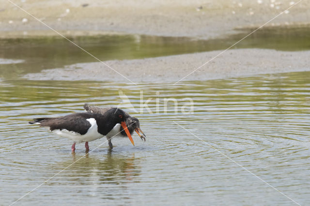 Scholekster (Haematopus ostralegus)