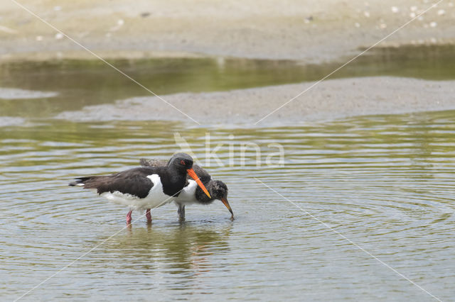 Oystercatcher (Haematopus ostralegus)