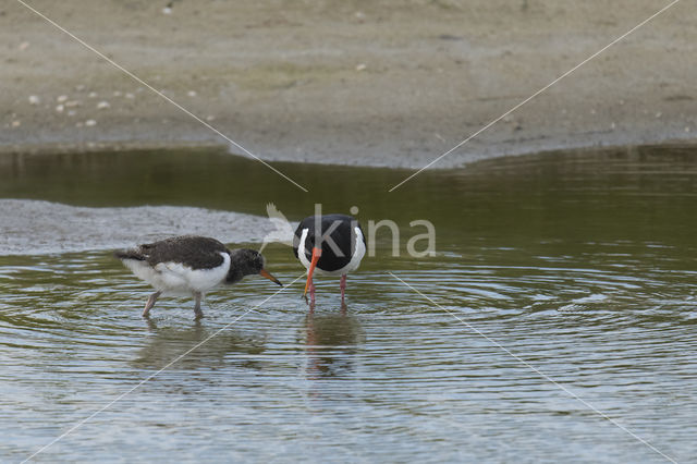 Scholekster (Haematopus ostralegus)