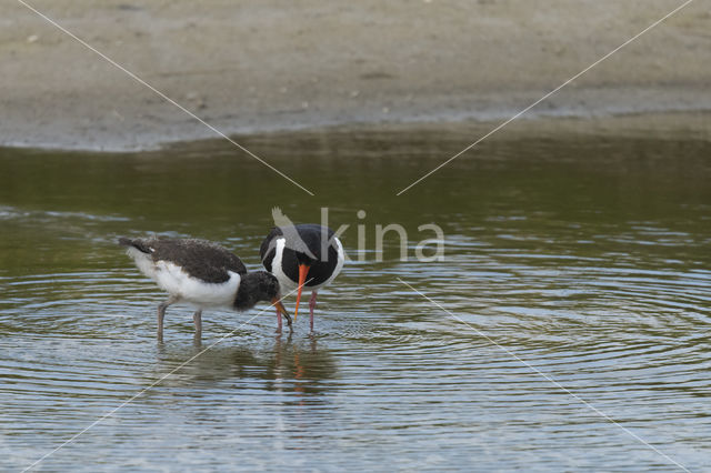 Oystercatcher (Haematopus ostralegus)