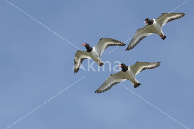 Scholekster (Haematopus ostralegus)