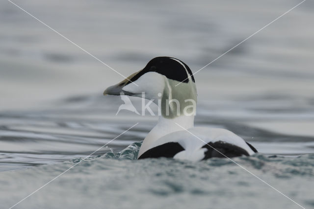 Eider (Somateria mollissima)