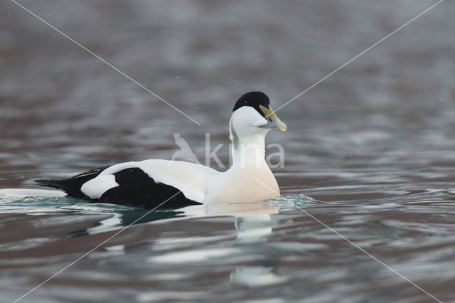 Eider (Somateria mollissima)