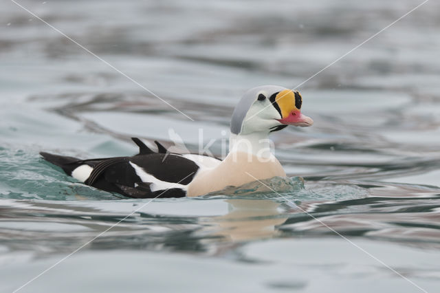 King Eider (Somateria spectabilis)