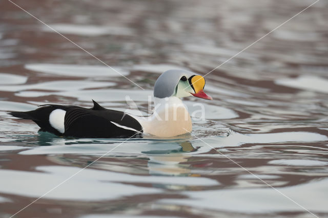 King Eider (Somateria spectabilis)