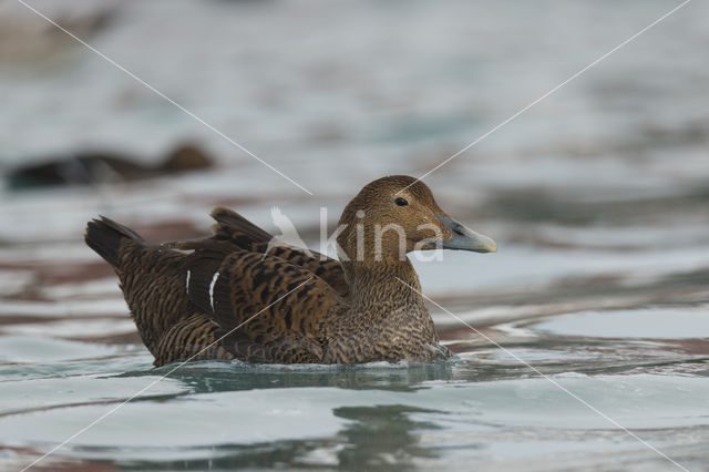 King Eider (Somateria spectabilis)