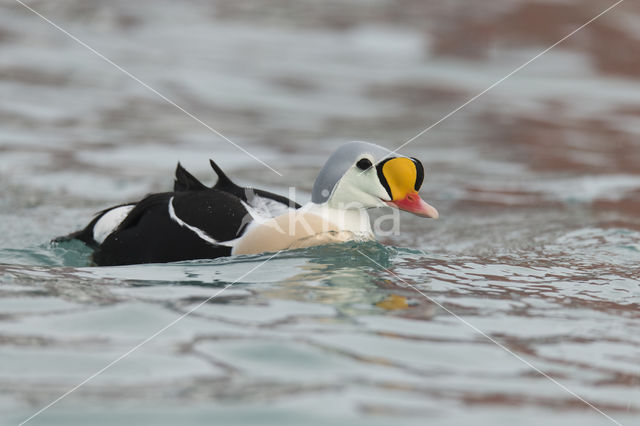 King Eider (Somateria spectabilis)