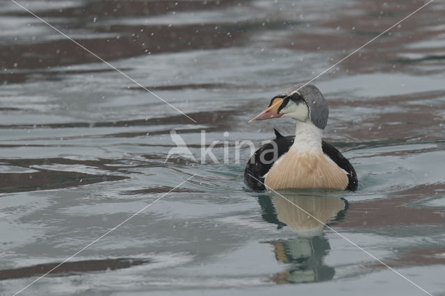 King Eider (Somateria spectabilis)