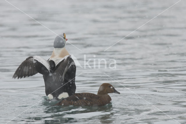 King Eider (Somateria spectabilis)