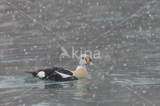 King Eider (Somateria spectabilis)