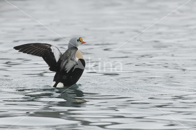 King Eider (Somateria spectabilis)