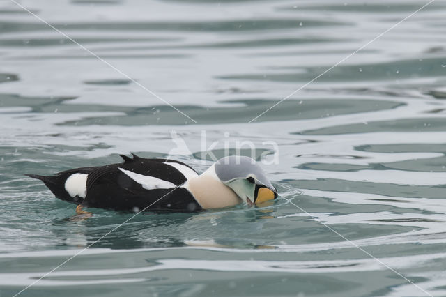 King Eider (Somateria spectabilis)