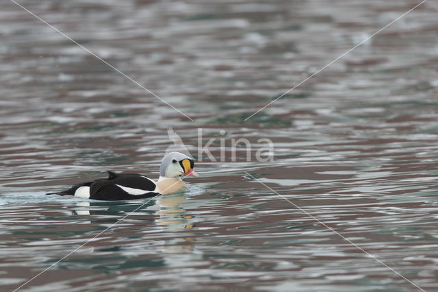 King Eider (Somateria spectabilis)