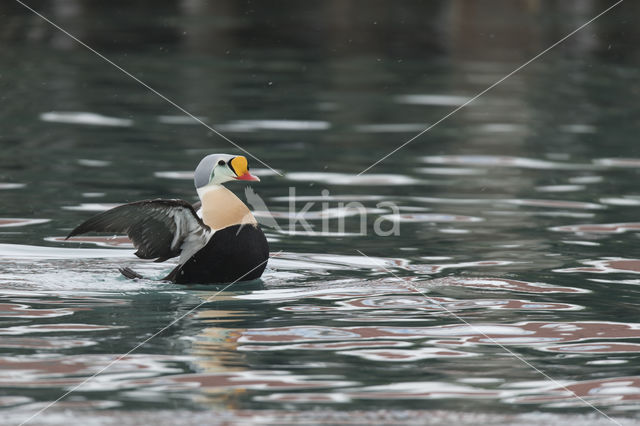 King Eider (Somateria spectabilis)