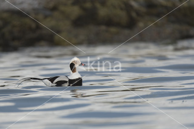 IJseend (Clangula hyemalis)